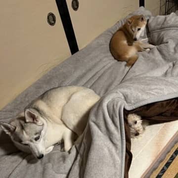微笑ましい光景だけど、眠れないのは困っちゃう？ 引用元：@miyamafukayama 今回紹介する...