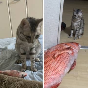 「いくらなんでもデカすぎませんかね…？」猫用のおもちゃには魚の形を模したものが多いですよね。今回登場...