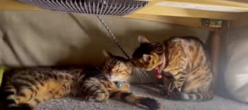 コタツの中をのぞくと猫ちゃんたちがぬくぬくしていました！ 出典：にゃんたまHOUSE リンちゃんのと...