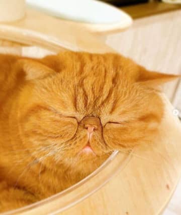 気持ちよさそうにスヤスヤ寝ているのは、Instagramユーザー＠spicy_exoticさんの愛猫...