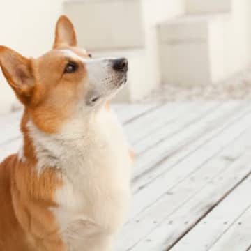 見つめるのは愛の証♡ポジティブな理由1.飼い主さんが大好き愛犬がジッと見つめてくるその視線は、まさし...