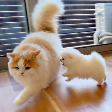 YouTubeチャンネル「猫のレモンと犬ポテチちゃんねる」に投稿されたのは、ポメラニアンの子犬ポテチ...