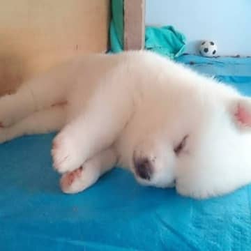 天使降臨！真っ白ふわっふわ秋田犬パピーちゃん♡X（旧Twitter）に投稿されたのは、電池切れしちゃ...