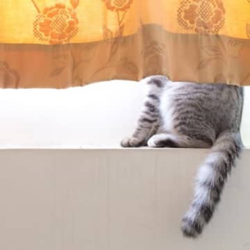 1.うっかり足を踏み外す、転落する運動神経抜群というイメージのある猫ですが、観察していると意外に足を...