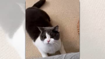 可愛いまん丸お目目を見開き、うずうずしている様子の猫ちゃん。 次の瞬間、もふもふな体が画面にタックル...