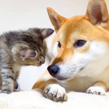 今回ご紹介するのは、YouTubeチャンネル「R村の柴ねこ」に投稿された1本の動画です。動画は188...