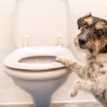 犬の『ウンチ』は健康状態を知るバロメーター皆さんは愛犬がウンチをした時、毎回ウンチの状態をチェックし...