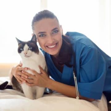 病院に住み着くようになった猫写真はイメージです ニュージーランドの南島にあるクライストチャーチに位置...