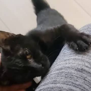YouTubeチャンネル「ハチこたch」に投稿されたのは、保護猫の美夜ちゃんのベッドでリラックスして...