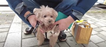 こちらは、トイプー兄妹の虎太郎くんと三桜ちゃん。パパさんの実家へ向かっていると、迎えに来てくれたジィ...