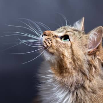 猫の「ヒゲが短くなる」理由猫の外見の特徴のひとつに「ヒゲ」は欠かせませんよね。しかし、その大切なヒゲ...