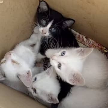 YouTubeチャンネル「猫のアントニオ Antonio the cat」に投稿された、猫ちゃんたち...
