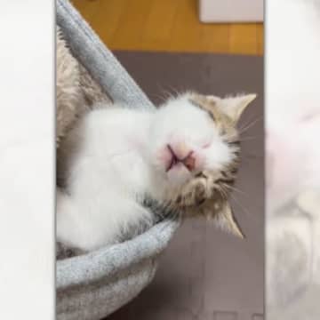 パーカーの中で眠る猫今回、X（旧Twitter）に動画を投稿されたのは、ふくる@fukuruneko...