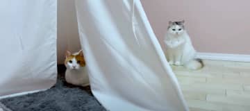 自分のテントにうにくんが入っているのを発見したつくしちゃん。文句を言いに行きますが、逆に威嚇されてし...