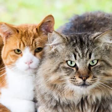 1.猫種猫の平均寿命は猫種によって多少の差があり、基本的には純血種よりも混血種の方が長生きしやすいと...