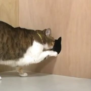 今回紹介するのは、YouTubeに投稿されたキャットタワーのドッキリ動画。飼い主さんが少しずつ入口を...