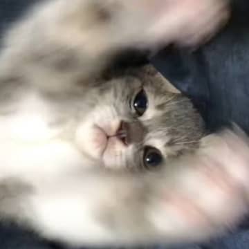 地域の猫たちとも縁を結び、保護猫・TNR活動などを行っているYouTubeチャンネル「ねこかます n...