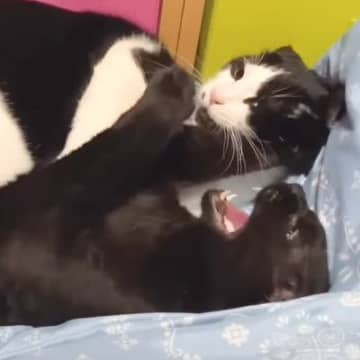 先住猫9匹に仲間入りした「チョボ」くんの動画が投稿されたのはYouTubeチャンネル「我が家の猫軍団...