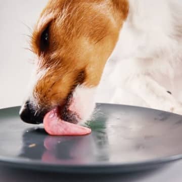 犬に使うべきではない食器愛犬の食器は、毎日愛犬のために使う大切なアイテムのひとつです。陶器製・ガラス...