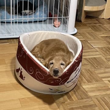 毎日使うハウスやトイレの整え方を間違えると、愛犬にストレスを与えるおそれがあるので注意が必要です。そ...