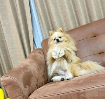ふと椅子に目をやると、犬らしからぬ？姿でアピールする愛犬がいました。 引用元：＠pomepomePi...