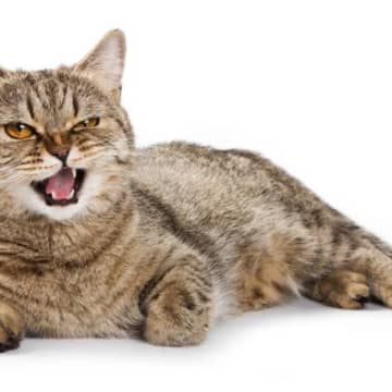 猫は文句を言う動物です猫は何か気に入らないことがあると、はっきりと表情や態度で示します。人の言葉を話...
