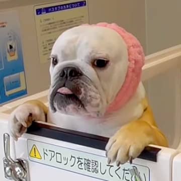 超高機能なお風呂に挑戦したブルドッグさんの様子がYouTubeチャンネル「ブルドッグぶるまるチャンネ...