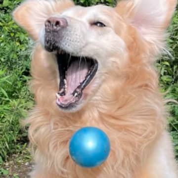 X（旧Twitter）で話題になっているのは、ボールキャッチが下手っぴ過ぎるというゴールデンレトリバ...