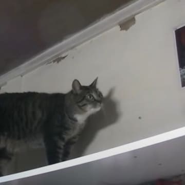 YouTubeチャンネル「ののTV」に投稿されたのは、何かを警戒しつつ凝視する猫さんの姿。 飼い主さ...