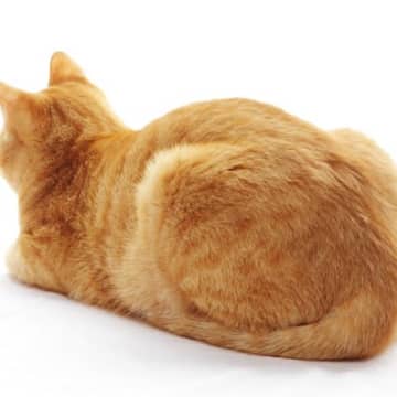 1.信頼して背中を預けてくれている信頼できない相手にお尻や背中を向けるのは、「背後から襲われるかもし...