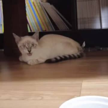 まるで自分の居場所を伝えるかのように、夏の夜の真っ暗な工事現場から猫の鳴き声が聞こえてきたそうです。...