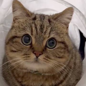 愛猫と一緒に楽しく遊びたいと思った飼い主さんが、猫さんをさっそく誘ってみました。しかし、遊びに誘う動...