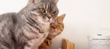 パパ猫の茶々くんとベッドでくつろぐおぎんくん。一緒に寝るのかと思いきや…茶々くんが場所を移動してしま...