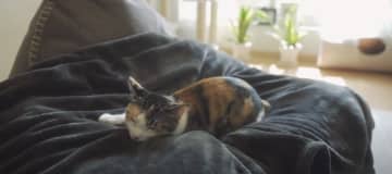 こんなに大きなダンボールが、お部屋にどどーんと置かれていたら… 出典：pocomo life やっぱ...