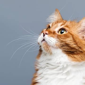 猫には「幽霊」が見える？『猫には幽霊が見えている』と言われることがあります。確かに猫は、何もないはず...