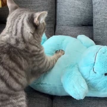 自分の体とそう変わらない大きさのぬいぐるみのお腹を、ぎゅっ…ぎゅっ…と丁寧にふみふみし続けるのは、ミ...