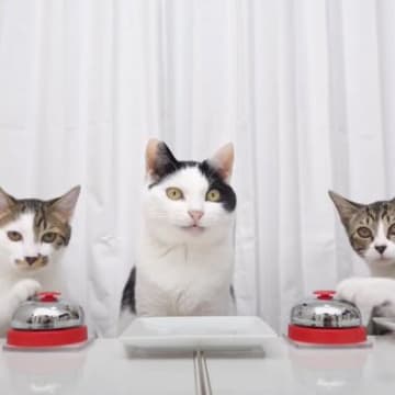 人気YouTubeチャンネル「ねこナビ編集部」に投稿された動画が国内外で大きな反響を呼んでいます。 ...