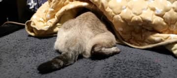 こ…これは…？？ 出典：猫のデュフィとルノ Fauvism Cat Dufy and Renoir ...