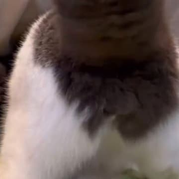 猫好きであればたまらない、猫さんのモフモフのおしり。飼い主さんが寒い時期の風物詩として、こたつの中に...