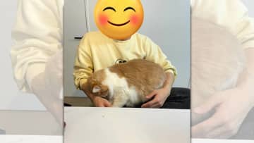 猫は飼い主が帰宅すると、頭や身体をすりすり擦りつけることがあります。これは帰宅の挨拶以外にも、大事な...