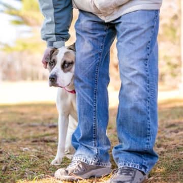 犬の社会化の誤解！さらすことは社会化にはならない犬の社会化で一番多いのは、犬をとにかく苦手な環境にさ...