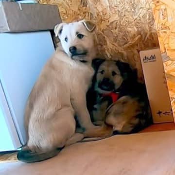野犬を迎えた初日の様子がYouTubeチャンネルで注目を集めています。投稿したのは、YouTubeチ...
