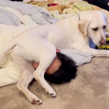 寝ているパパさんの顔の上に、ワンコのお股が…。クセの強い起こし方をするワンコの動画がInstagra...