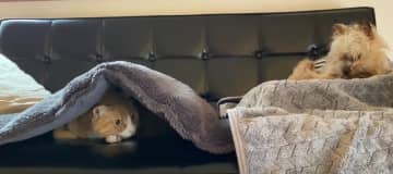 とても寒い日、毛布をめくると丸くなったウラちゃんを発見！ 出典：猫日是好日 すっぽりと猫ベッドに収ま...