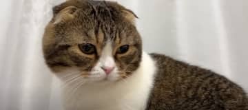 深夜3時、ぽこ太郎くんが飼い主さんを起こしにきました。 出典：スコスコぽこ太郎&うま次郎～猫ちゃんね...