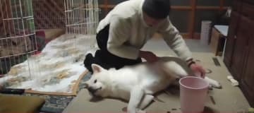 こちらは、秋田犬の「ゆうき」くん。パパさんの腕をパクッと甘噛みしてじゃれています。 投げてもらったボ...