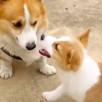 今回ご紹介するのは、YouTubeチャンネル『2代目コーギーのでこぽん』に投稿された1本の動画です。...