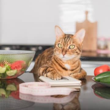 適正なカロリー量とは？猫にとっての適正なカロリー量とは、猫の普段の生活の中で健康的な体型を維持するこ...