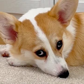 今回ご紹介するのは、YouTubeチャンネル『コーギー犬ココちゃんファミリー』に投稿された1本の動画...
