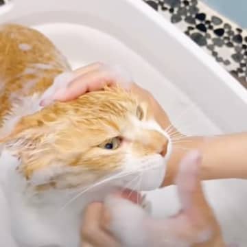 登録者35.8万人を誇る人気YouTubeチャンネル「元野良猫チャチャとR me」に投稿されたのは猫...